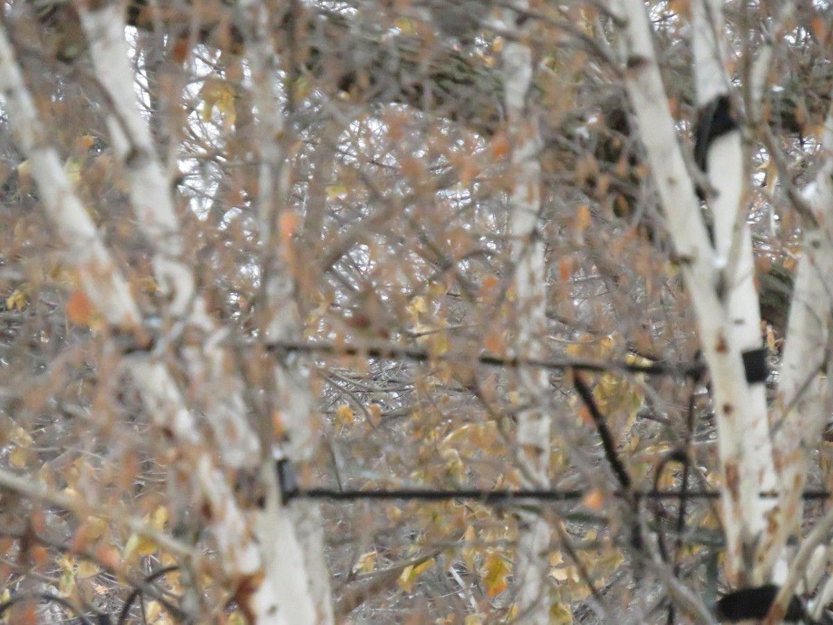 Northern Cardinal - ML624060819