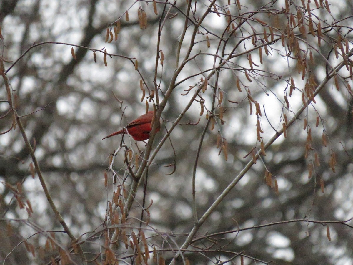 Northern Cardinal - ML624060820