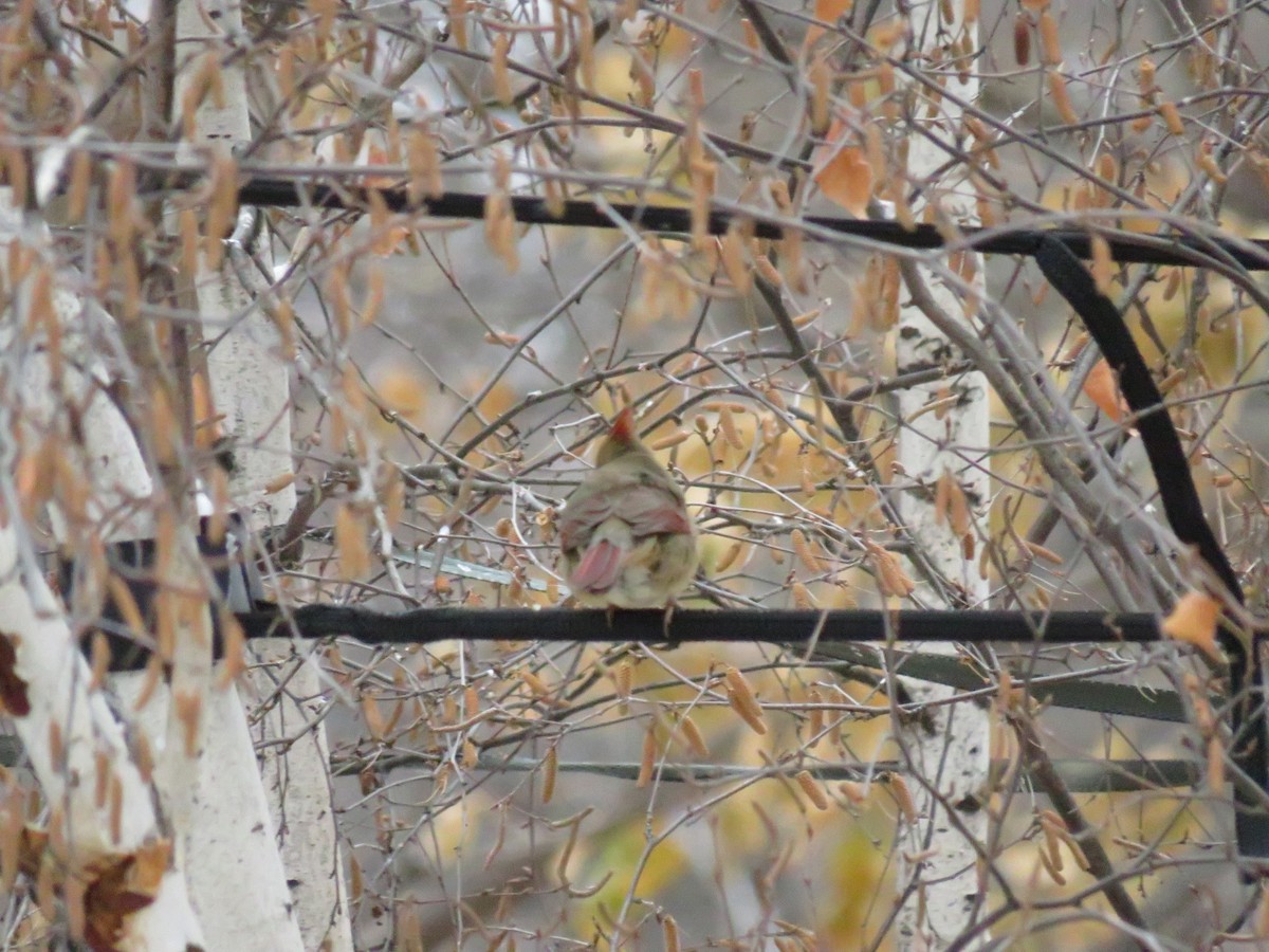 Northern Cardinal - ML624060823