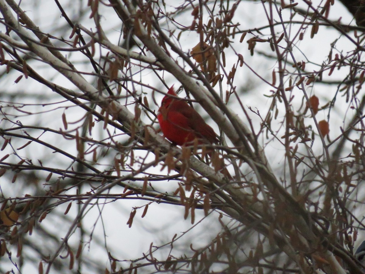 Northern Cardinal - ML624060825