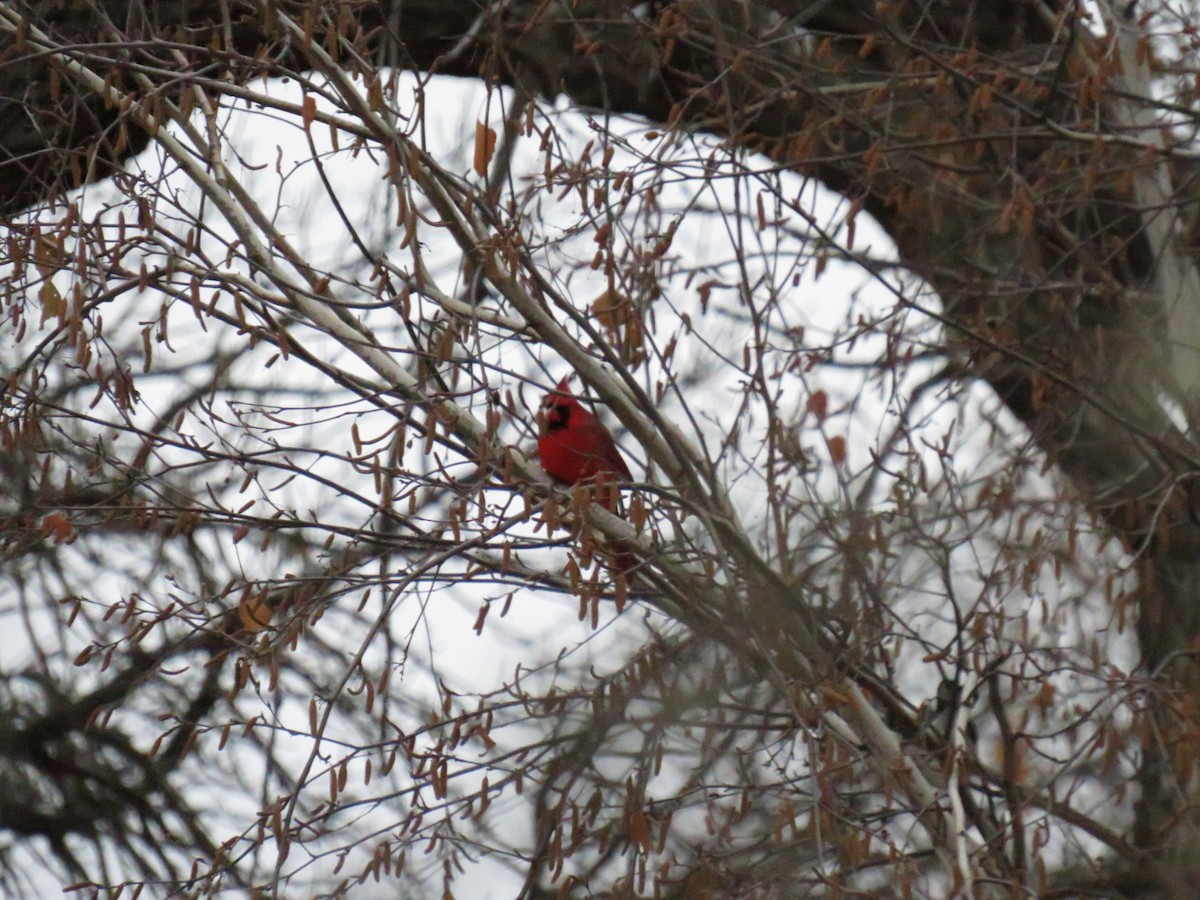 Northern Cardinal - ML624060826