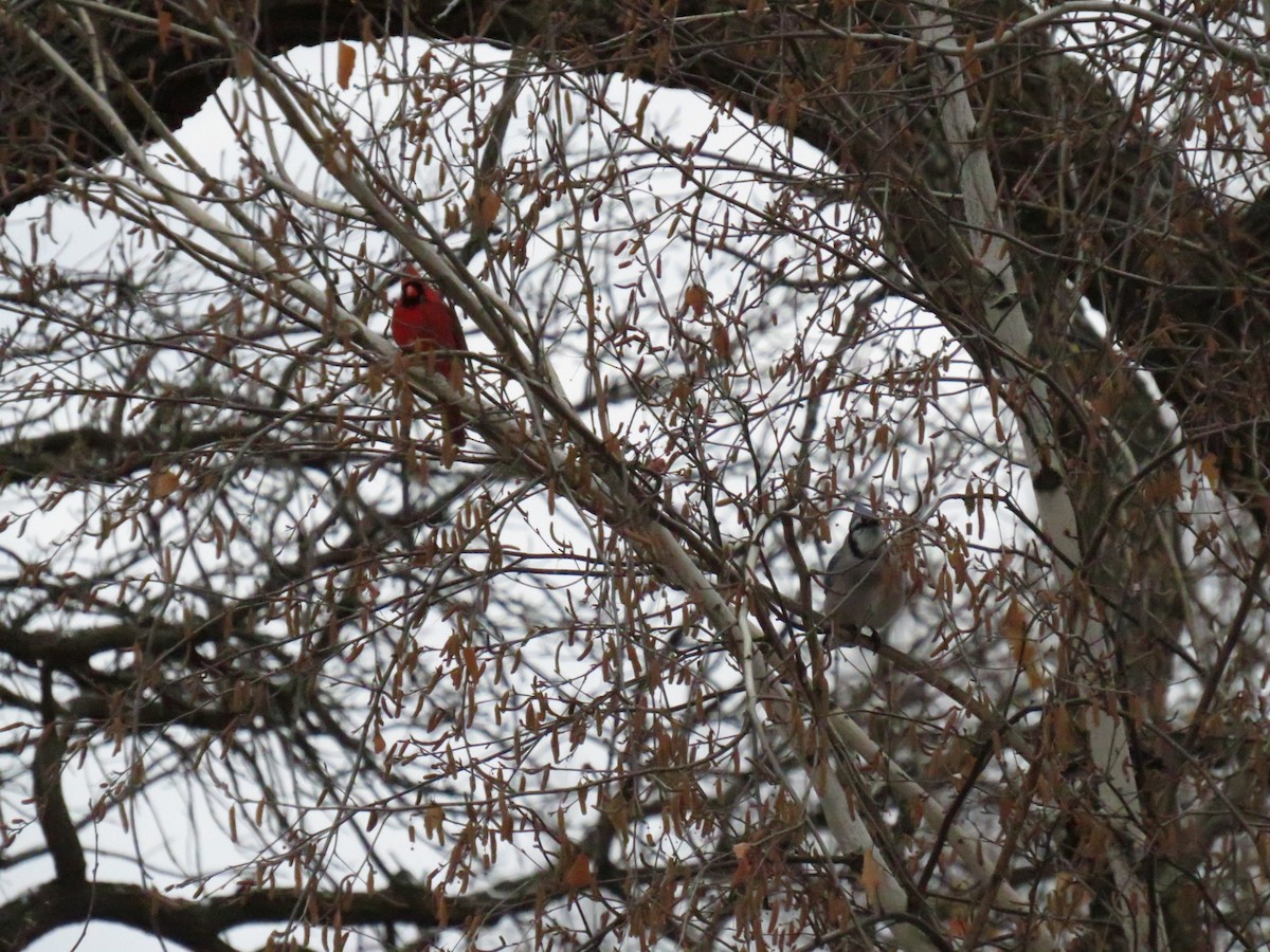 Northern Cardinal - ML624060828