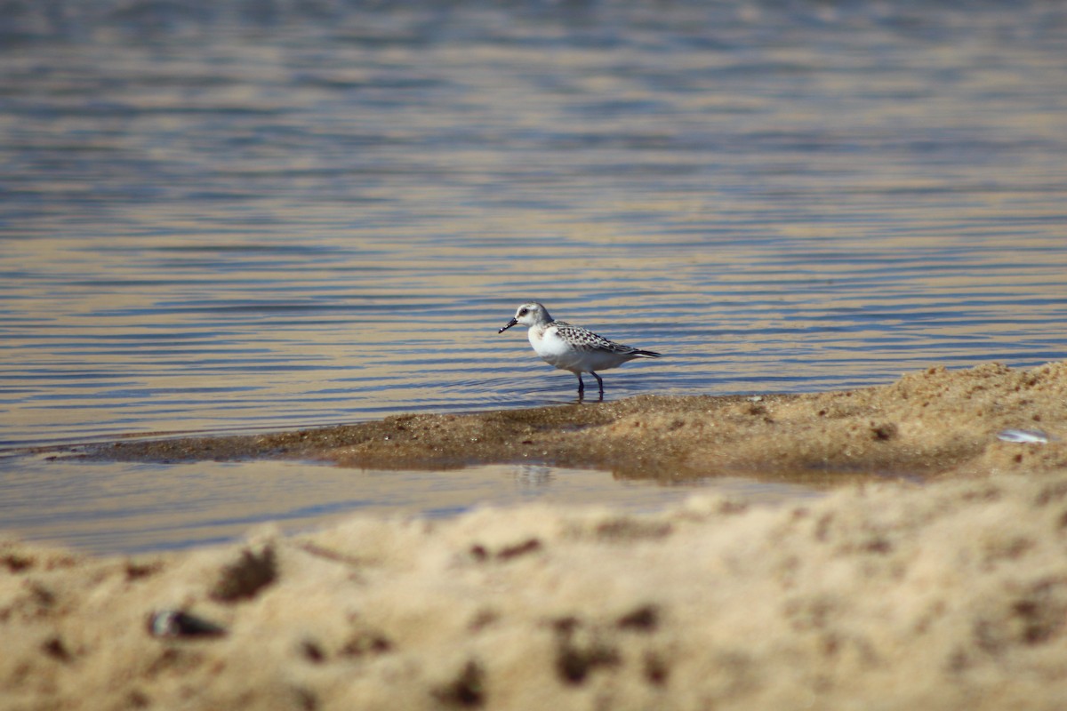 Sanderling - ML624060834