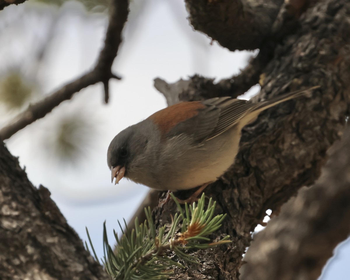 Dark-eyed Junco (Gray-headed) - ML624060847