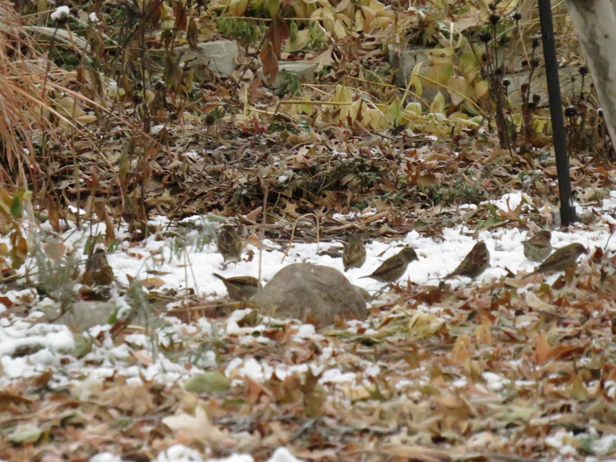 House Sparrow - ML624060865