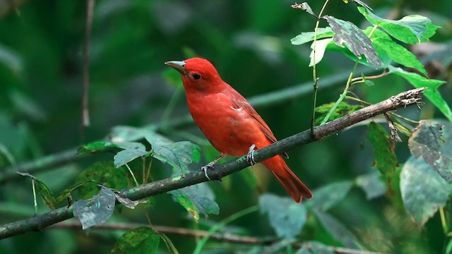 Summer Tanager - ML624060884