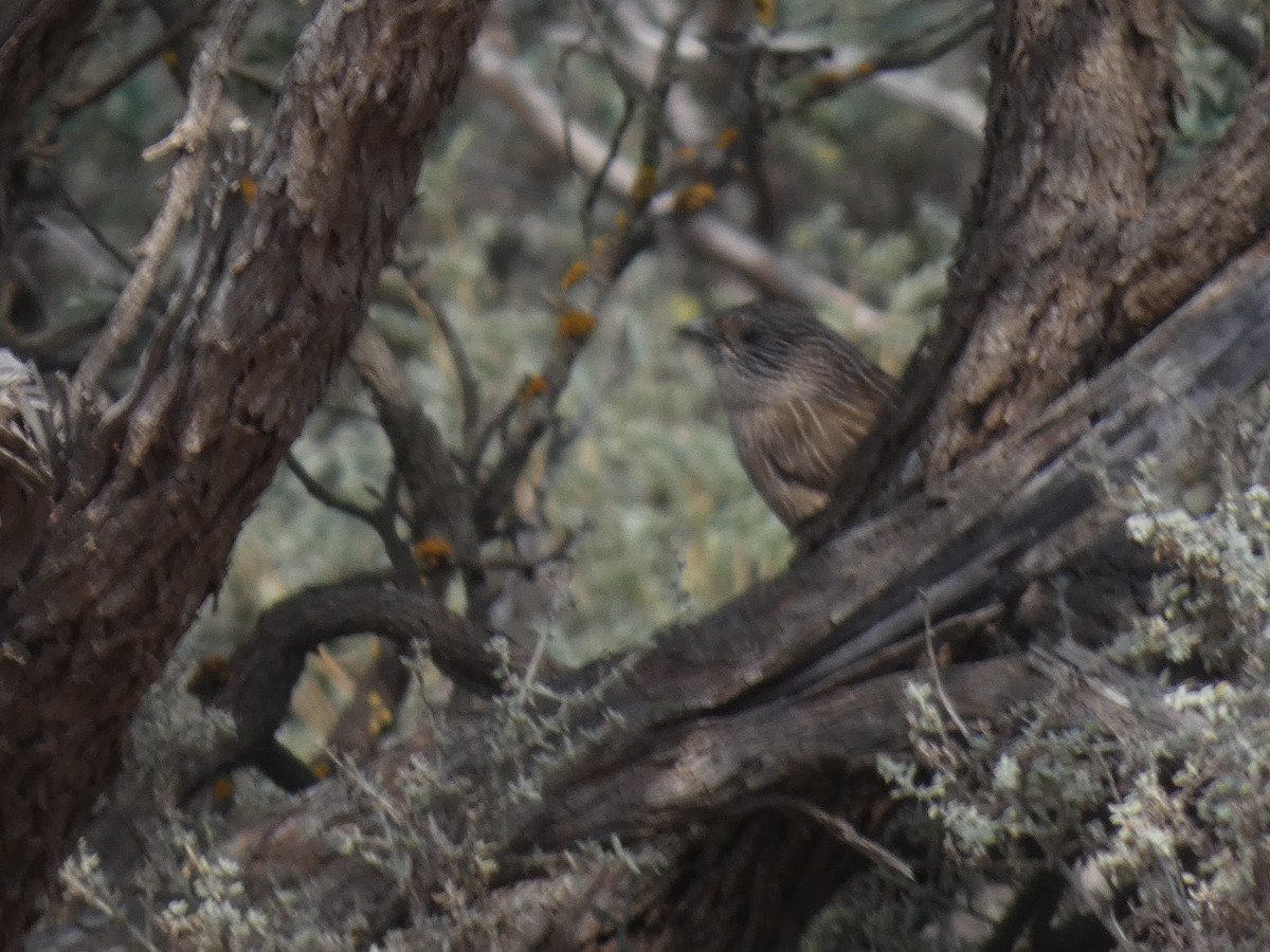 Western Grasswren - ML624060900