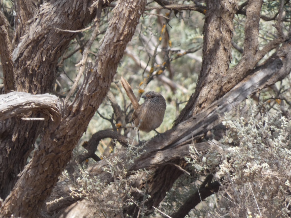 Western Grasswren - ML624060903