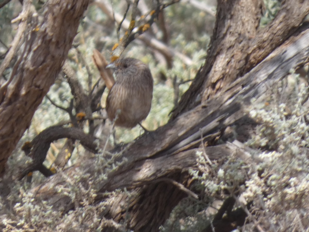 Western Grasswren - ML624060912