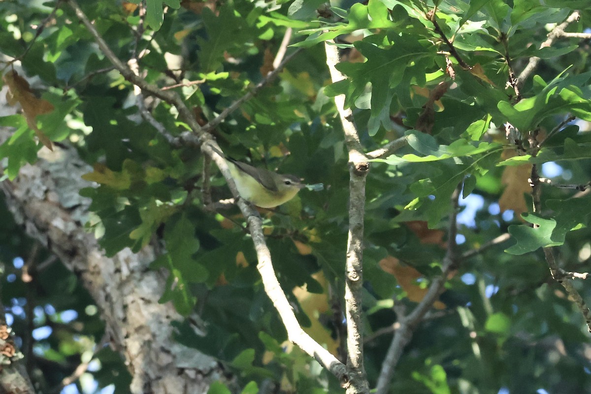 Philadelphia Vireo - ML624060933