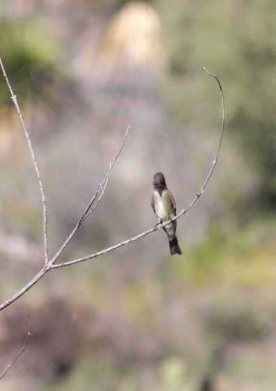 Western Wood-Pewee - ML624060952