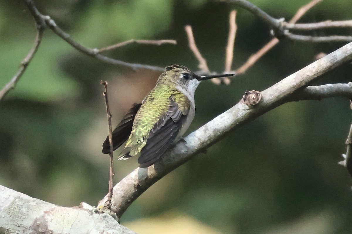 Ruby-throated Hummingbird - ML624060979