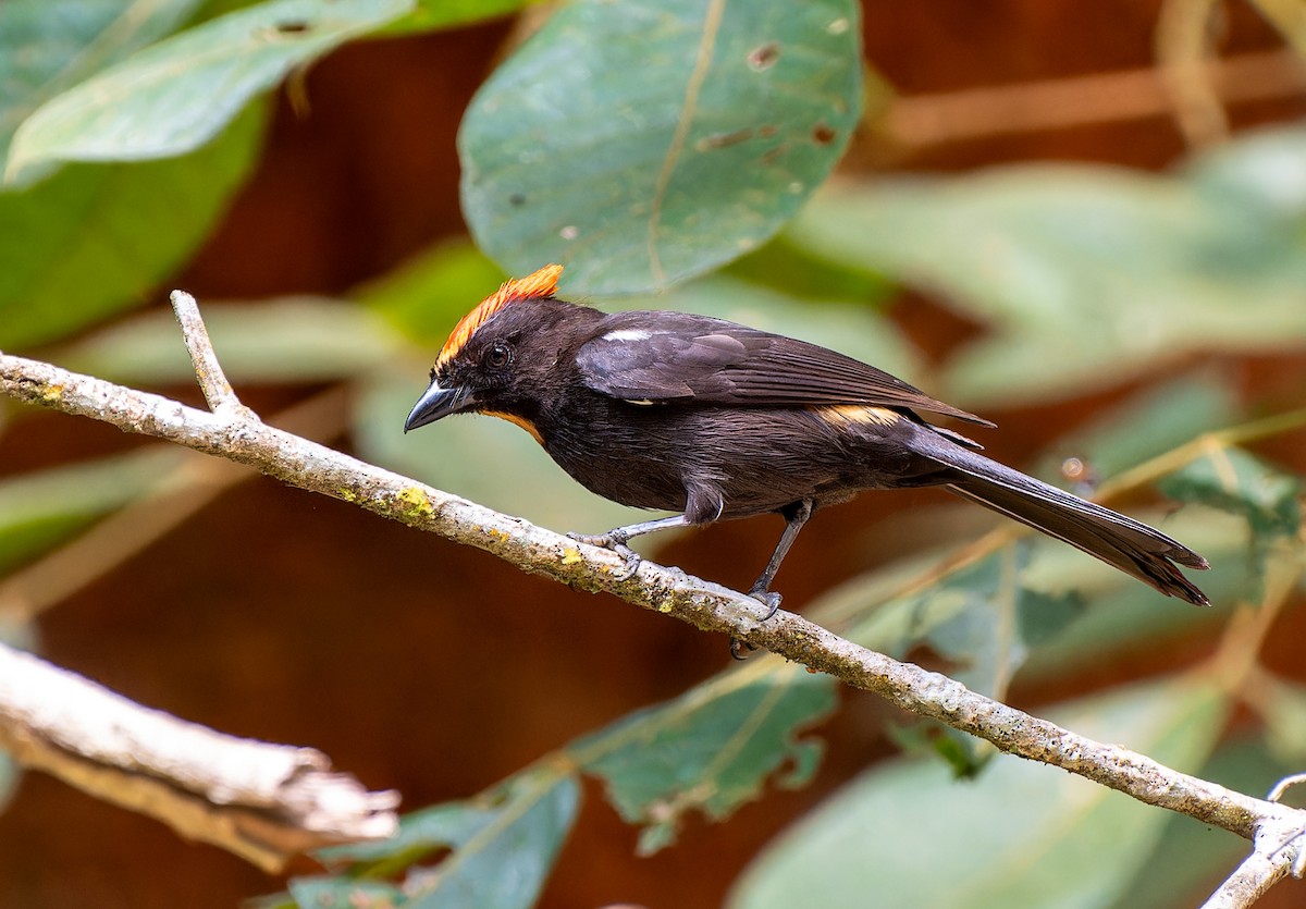 Flame-crested Tanager - ML624060983