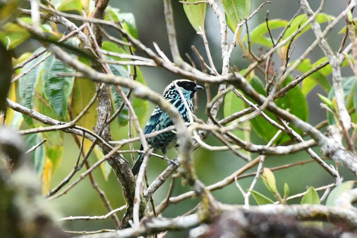 Beryl-spangled Tanager - ML624060998