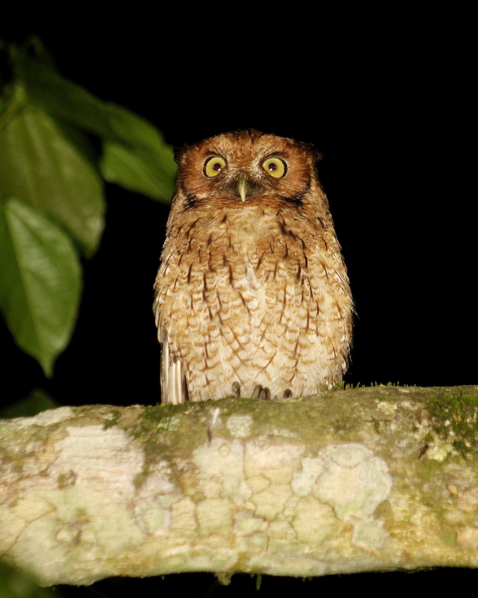 Long-tufted Screech-Owl - ML624061010