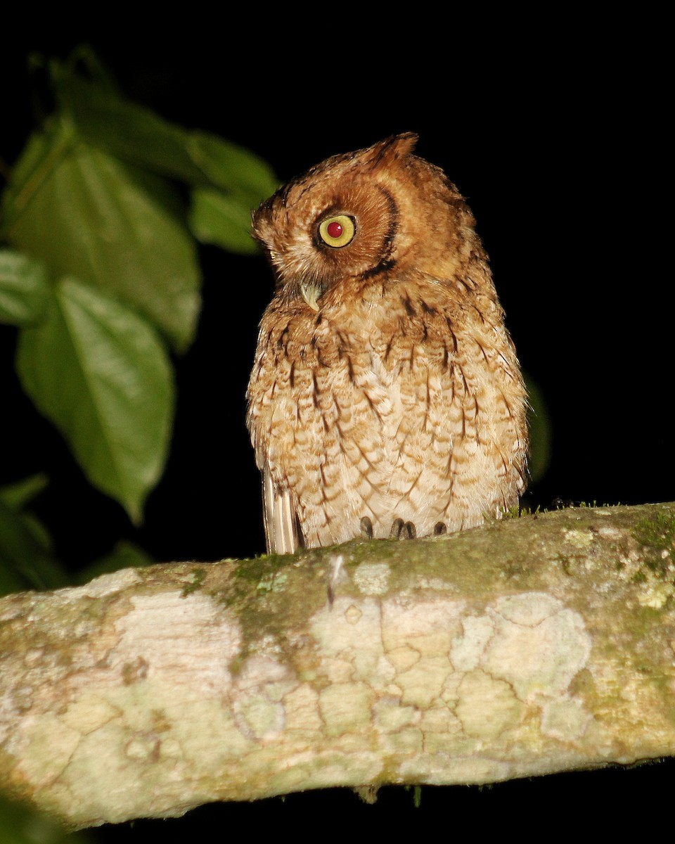 Long-tufted Screech-Owl - ML624061018