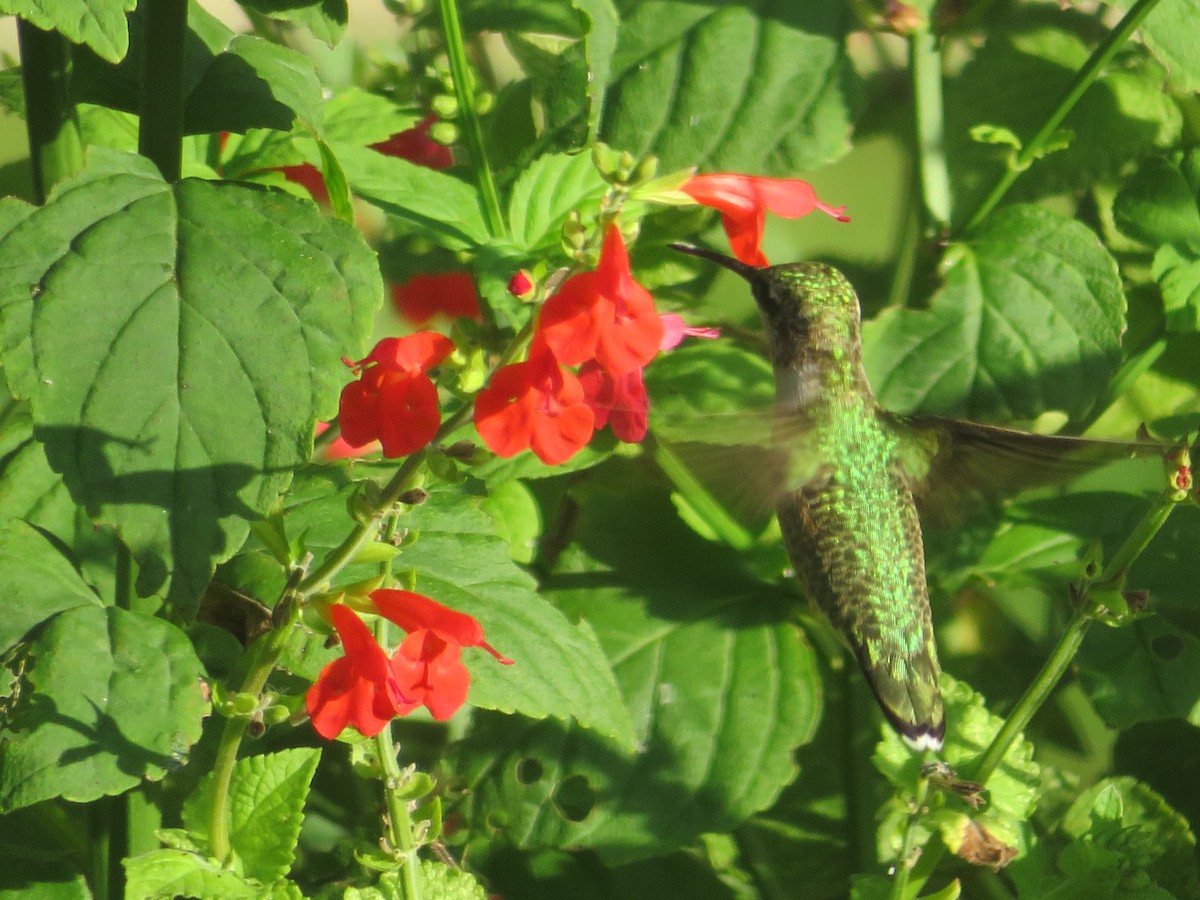 Ruby-throated Hummingbird - ML624061021