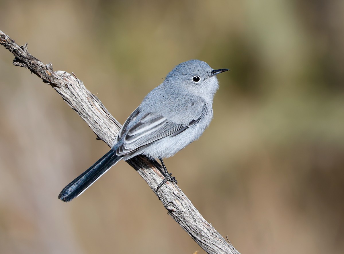 Blue-gray Gnatcatcher - Travis Maher