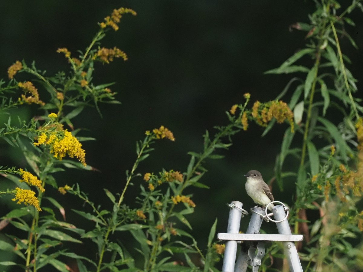 Eastern Phoebe - ML624061025