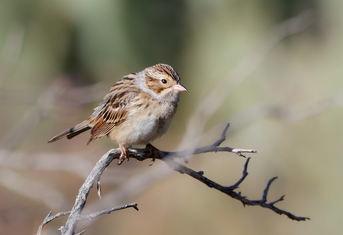 Clay-colored Sparrow - ML624061027