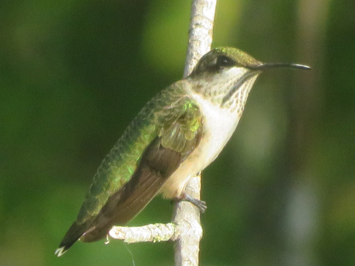 Ruby-throated Hummingbird - ML624061031