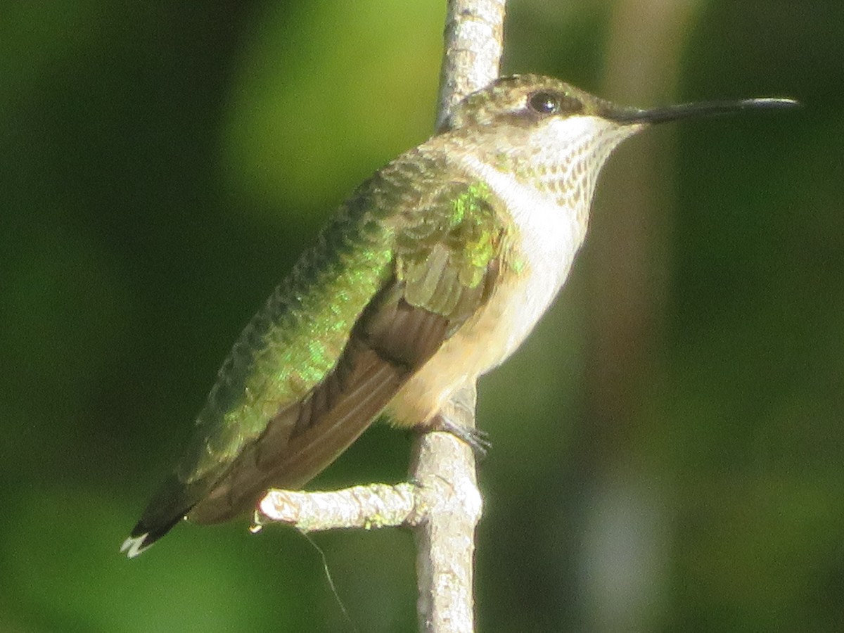 Ruby-throated Hummingbird - ML624061032