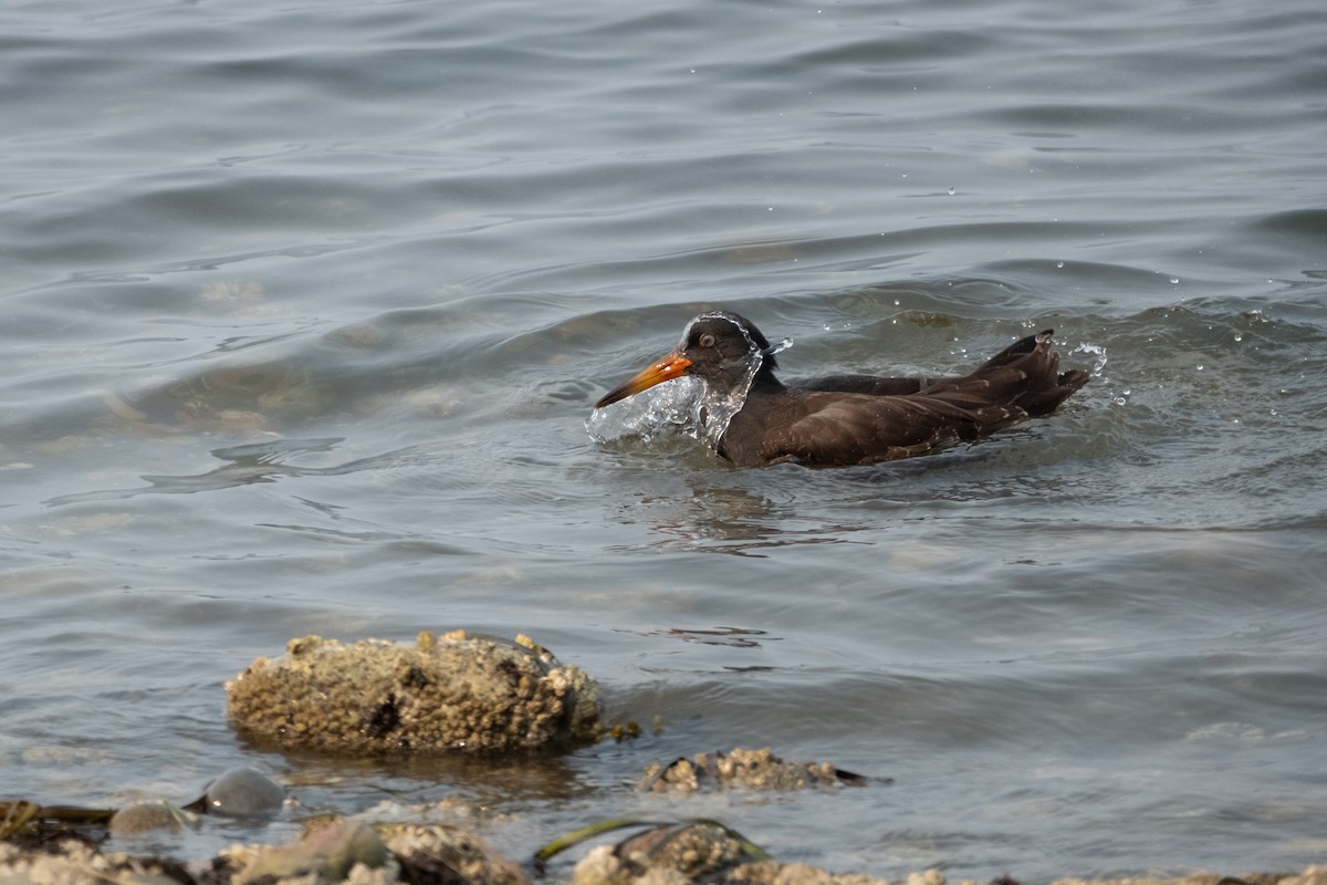 Black Oystercatcher - ML624061050