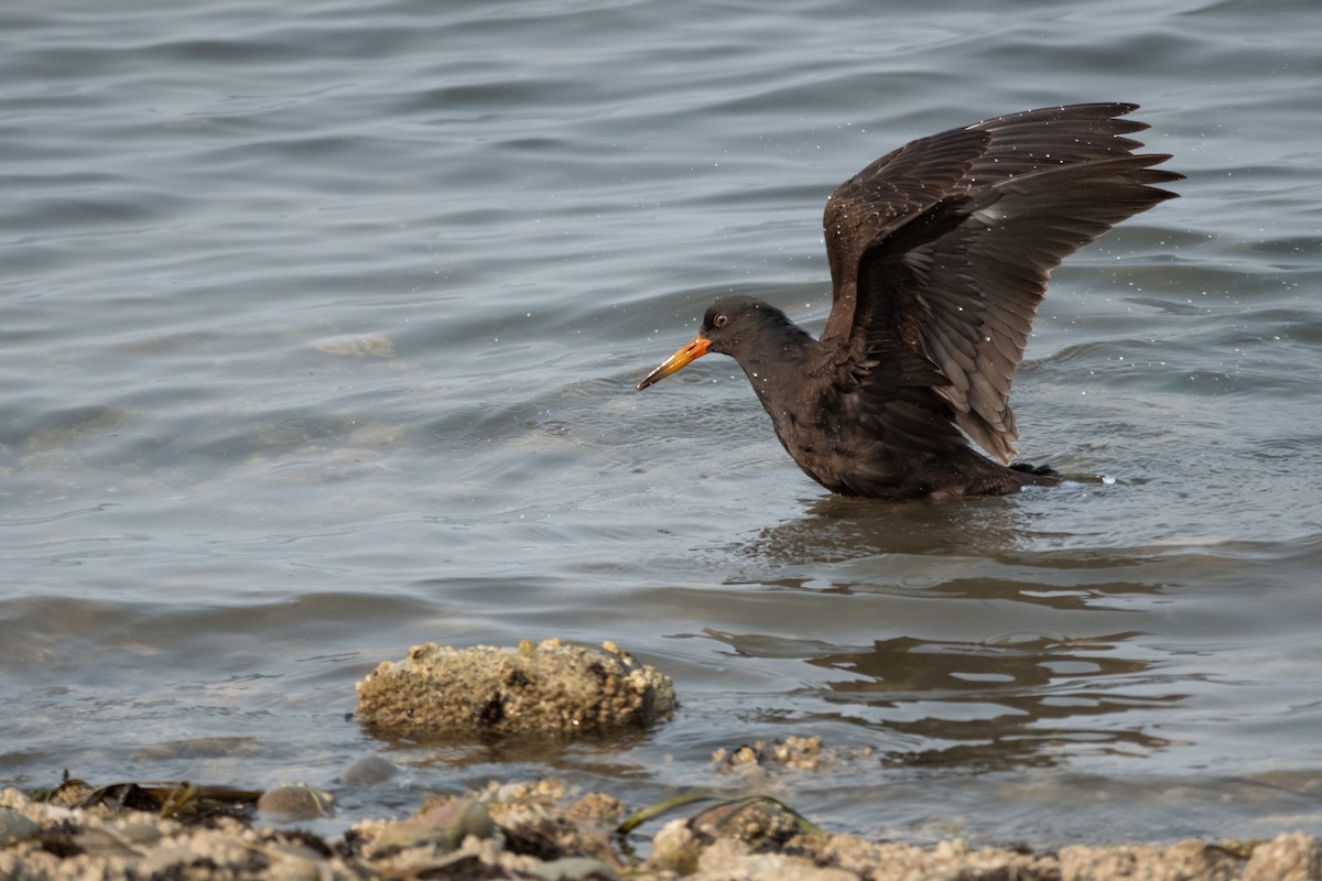 Black Oystercatcher - ML624061051