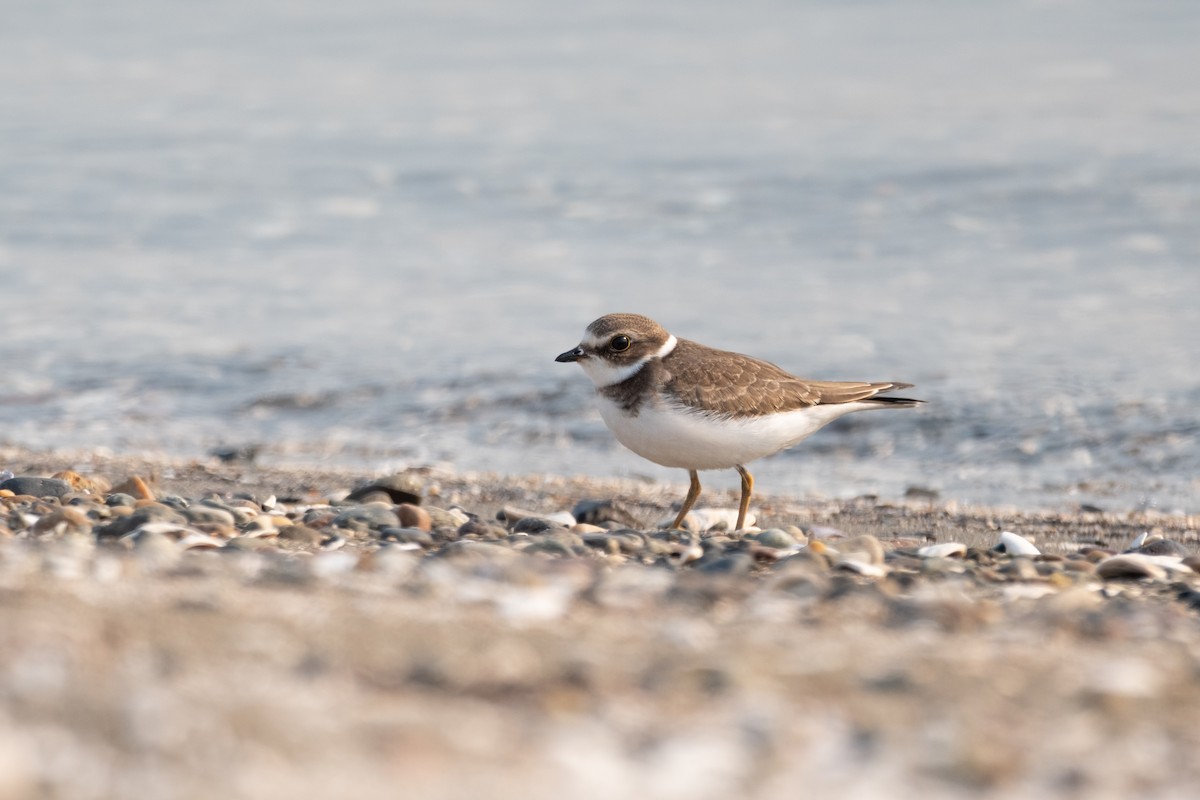 Semipalmated Plover - ML624061066