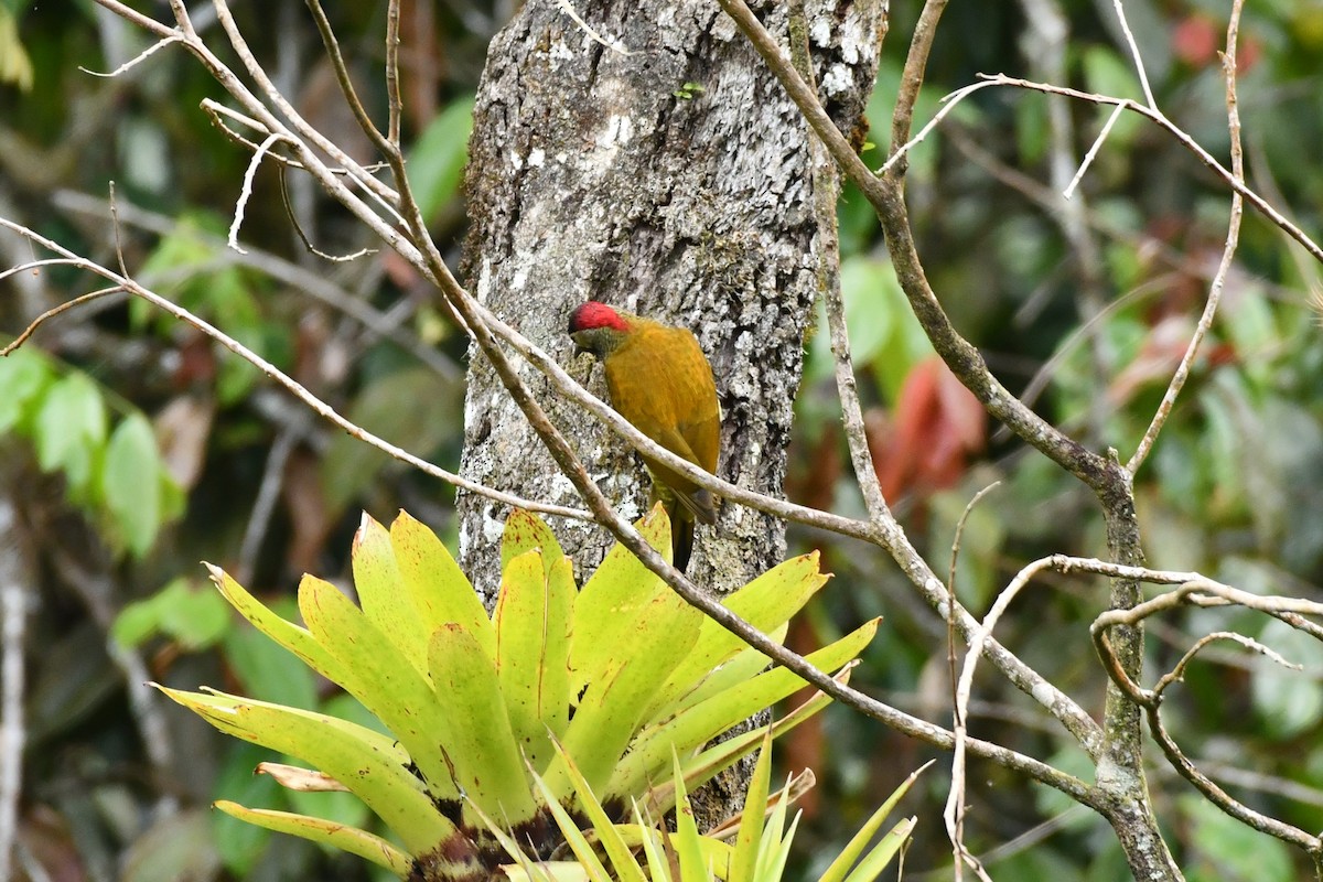 Golden-olive Woodpecker - ML624061074