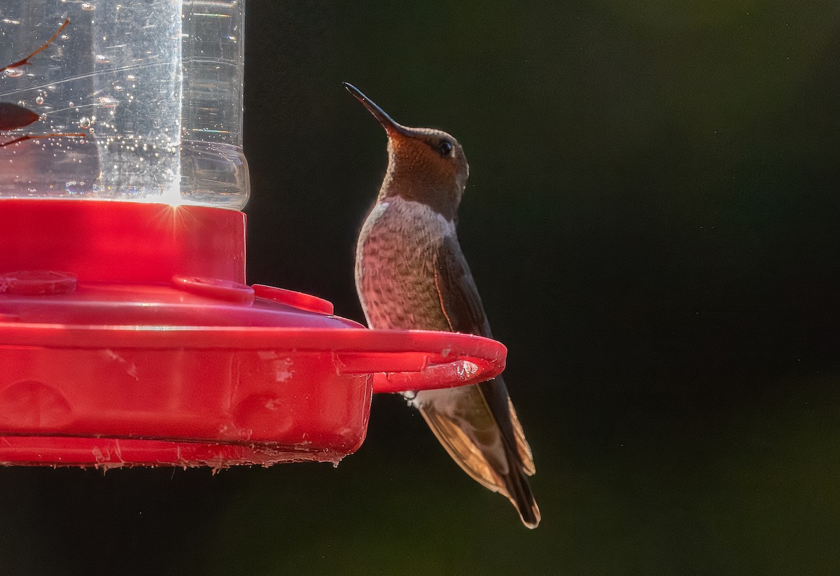 Anna's Hummingbird - ML624061093