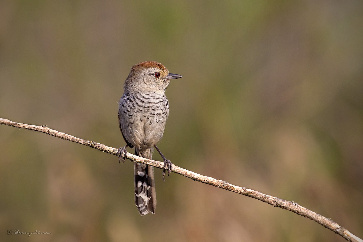 Rufous-capped Antshrike - Evangelina Indelicato
