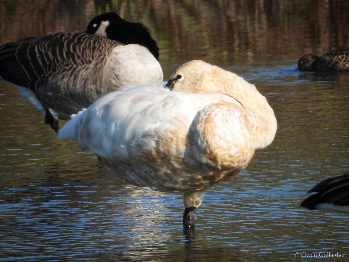 Tundra Swan - Gwen Gallagher