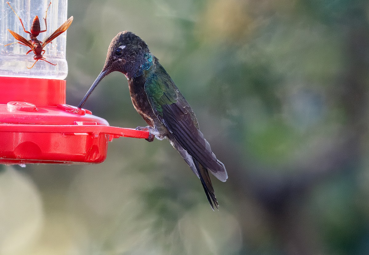 Rivoli's Hummingbird - ML624061127