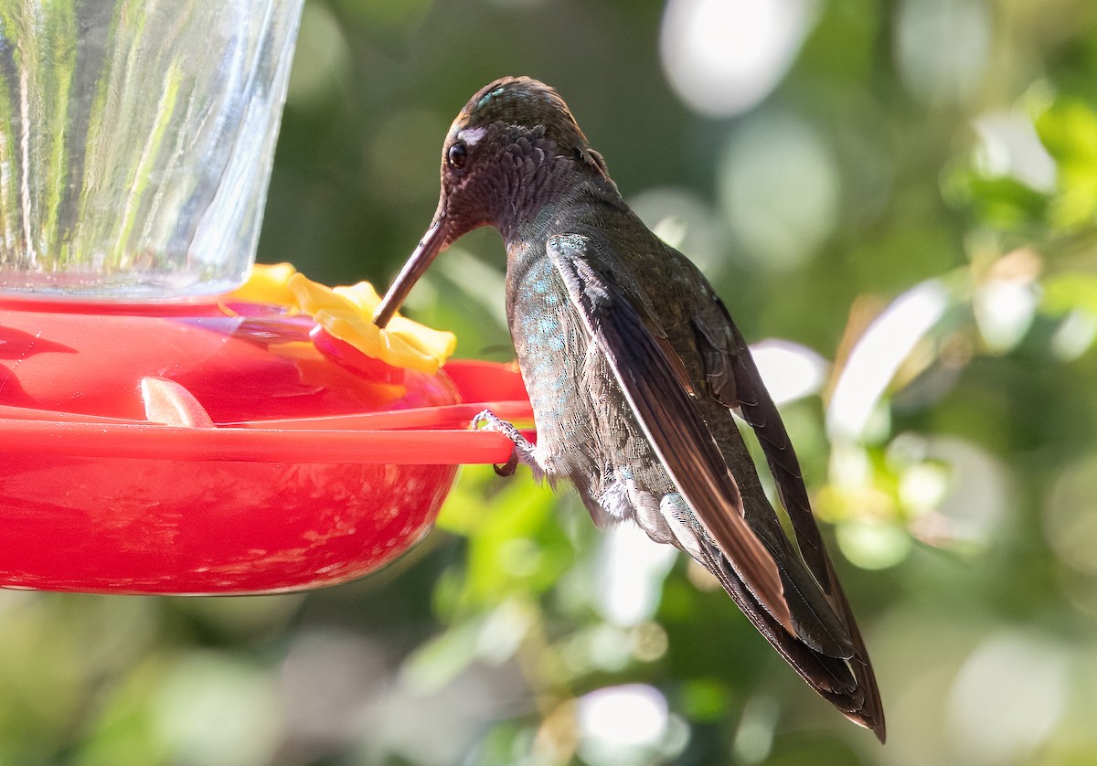 Rivoli's Hummingbird - ML624061129