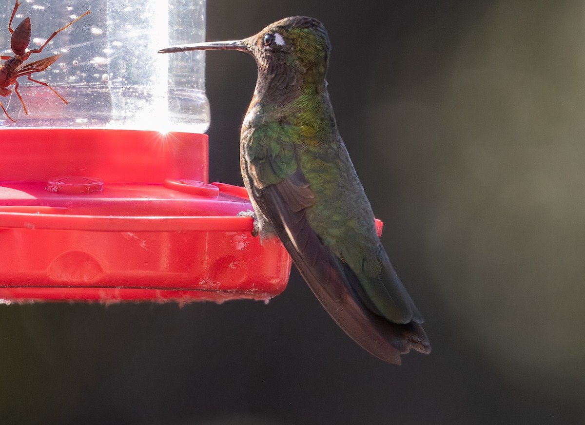 Rivoli's Hummingbird - ML624061136