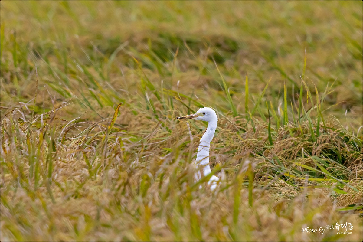 Medium Egret - ML624061142