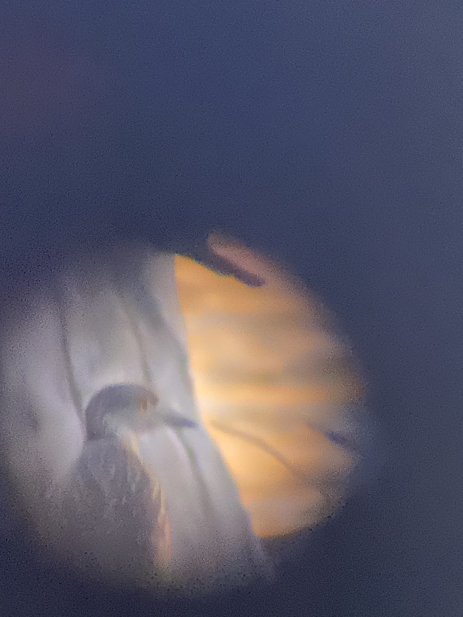 Yellow-crowned Night Heron - ML624061166