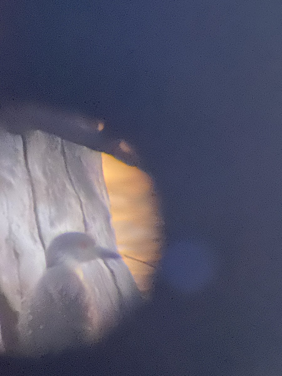 Yellow-crowned Night Heron - ML624061167