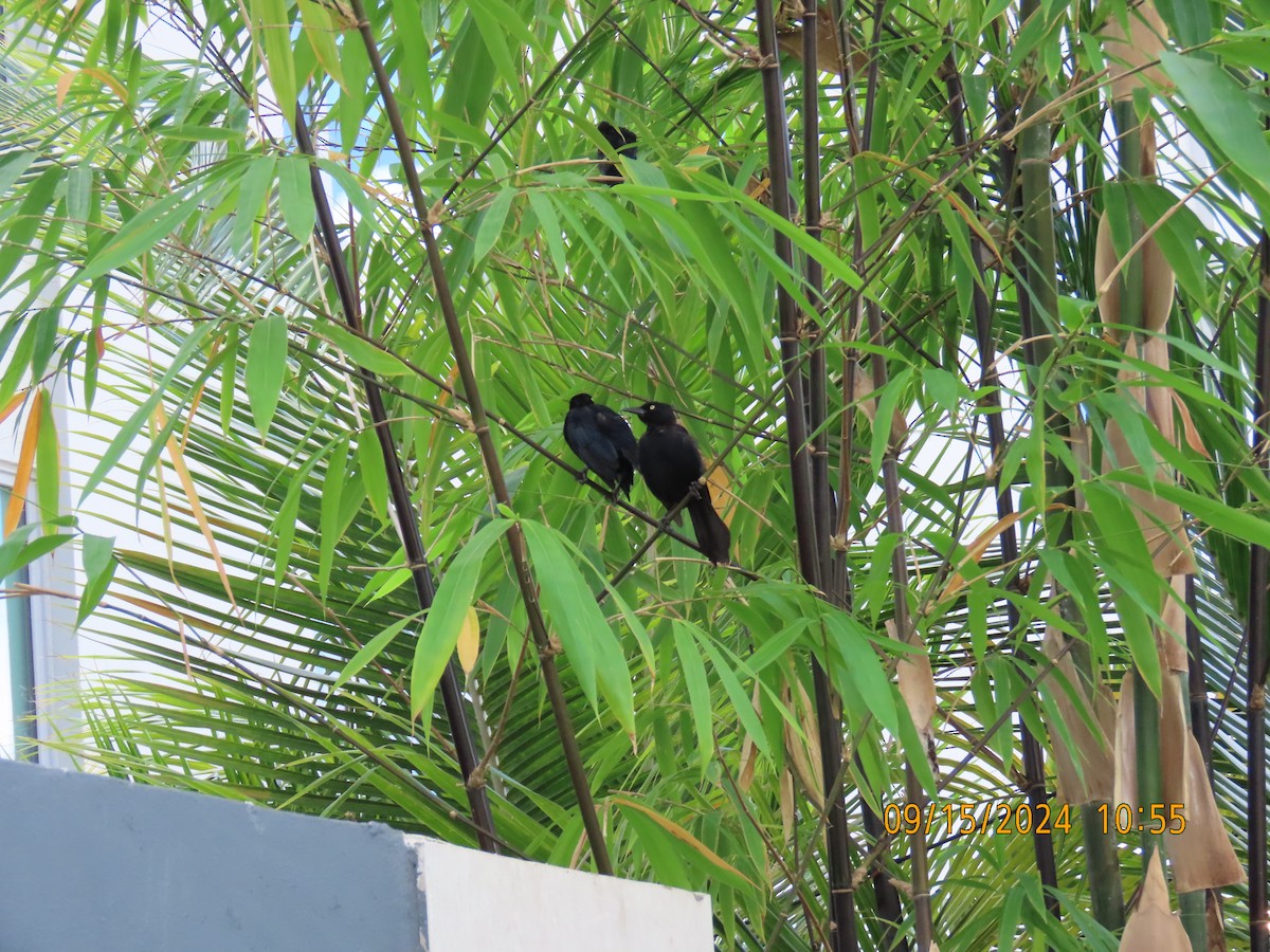 Greater Antillean Grackle - Nelson Yoder