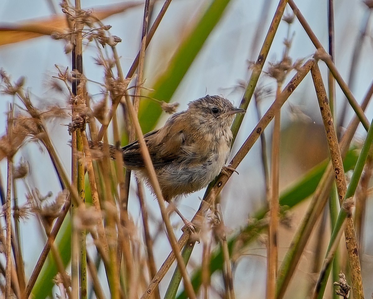 Marsh Wren - ML624061217