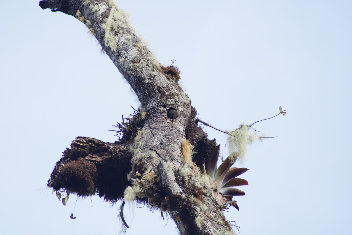 Costa Rican Pygmy-Owl - ML624061218