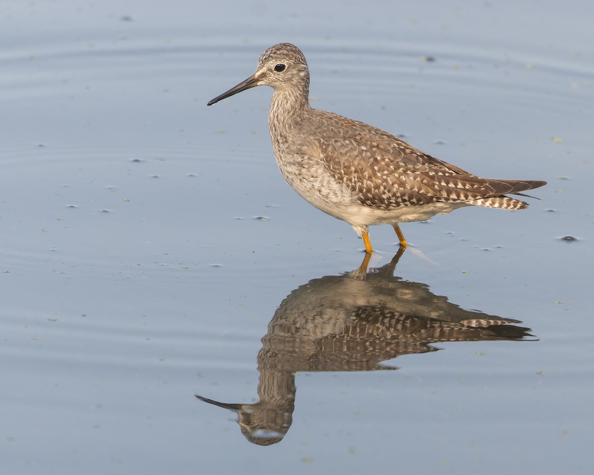 Lesser Yellowlegs - ML624061235