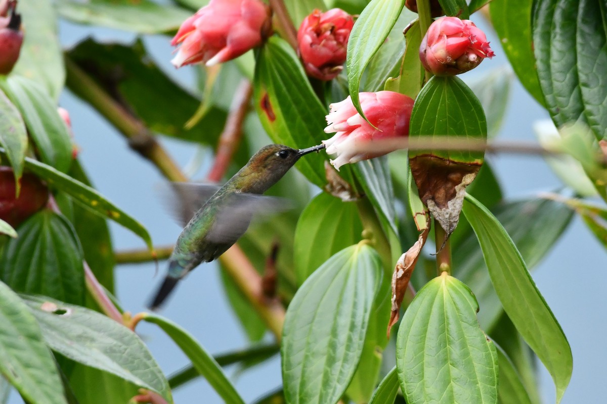 Green-fronted Lancebill - ML624061262