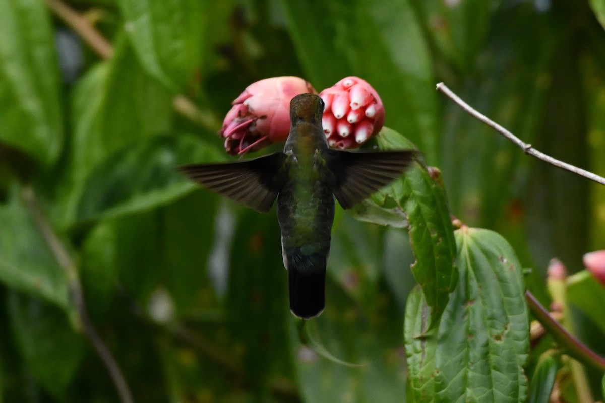 Green-fronted Lancebill - ML624061265