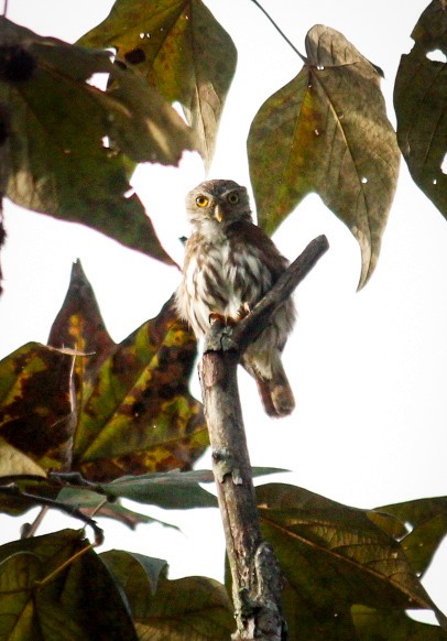 Ferruginous Pygmy-Owl - ML624061288