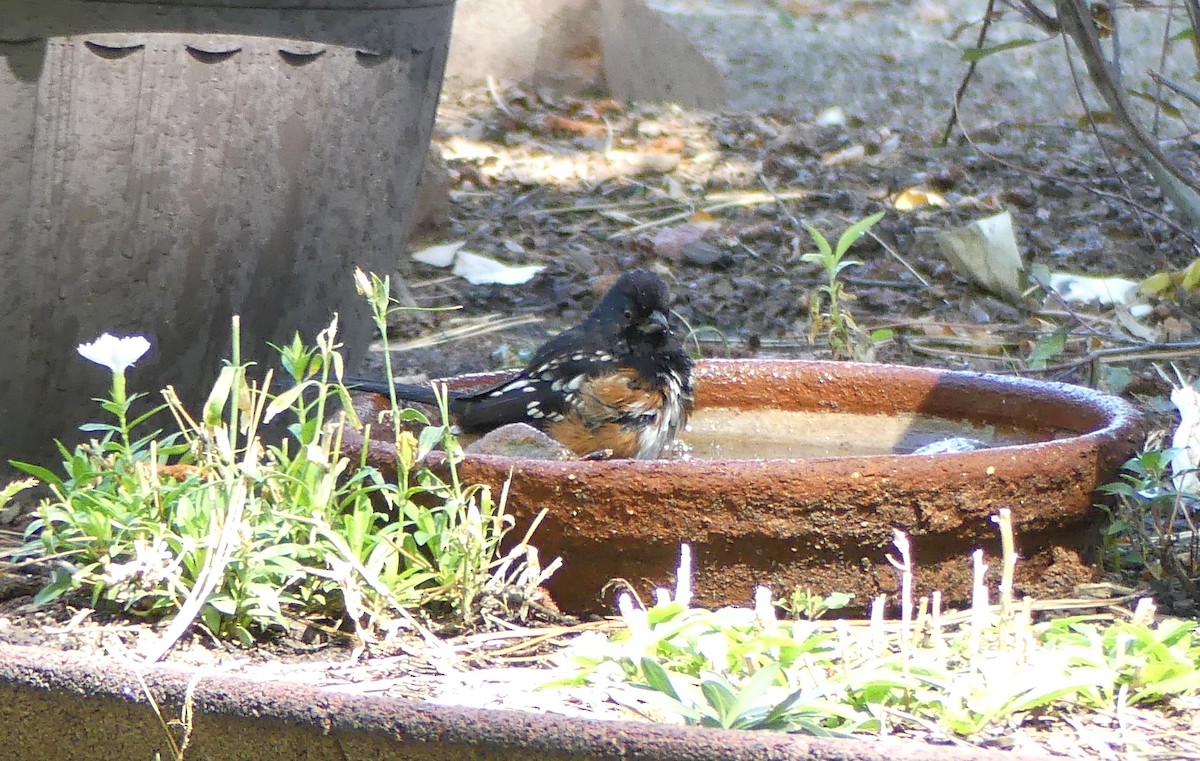 Spotted Towhee - ML624061311