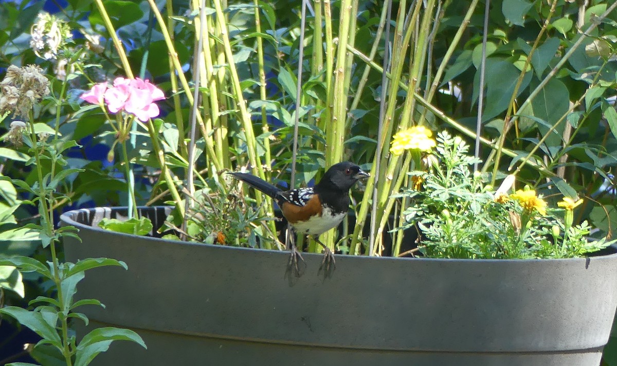 Spotted Towhee - ML624061314