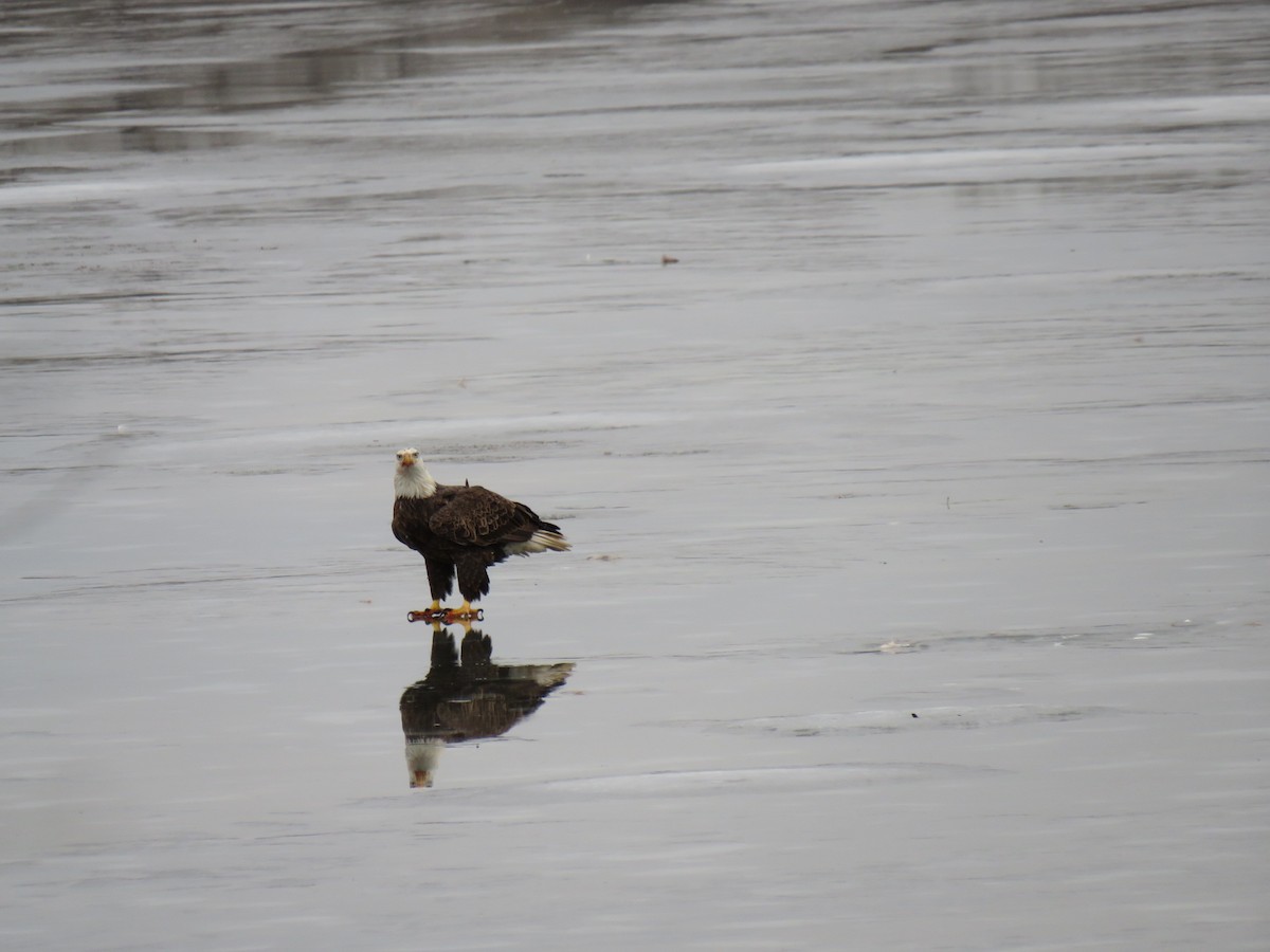 Bald Eagle - ML624061318