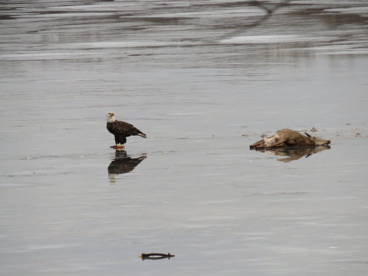 Bald Eagle - ML624061324